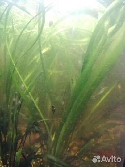 Водоросли для аквариума