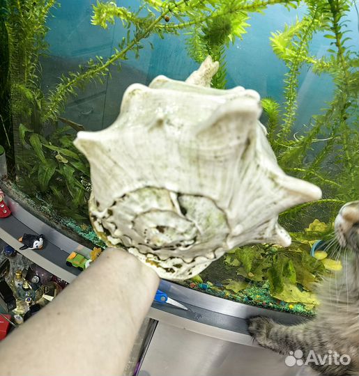 Продам красивую ракушку