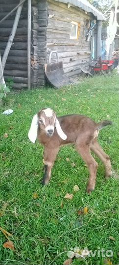 Англо нубийские козлята