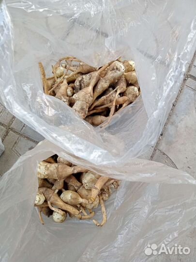 Топинамбур клубни 2кг