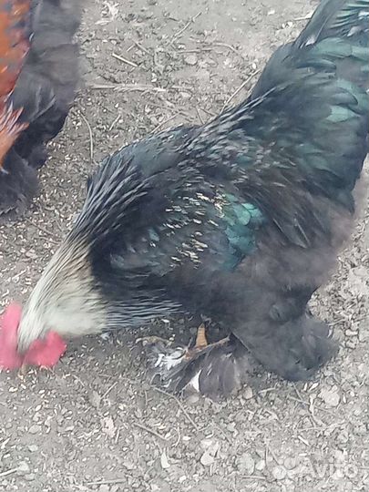 Петухи породы брама