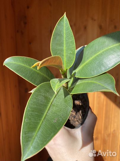 Цветы домашние в горшках