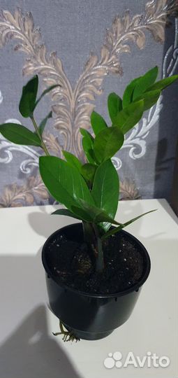 Замиокулькас