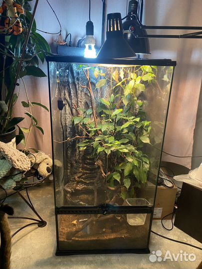 Террариум для хамелеона