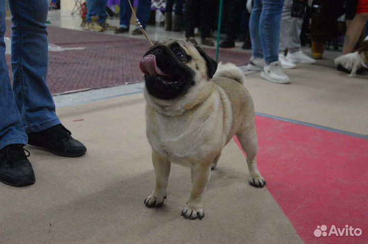 Мопс вязка мальчик