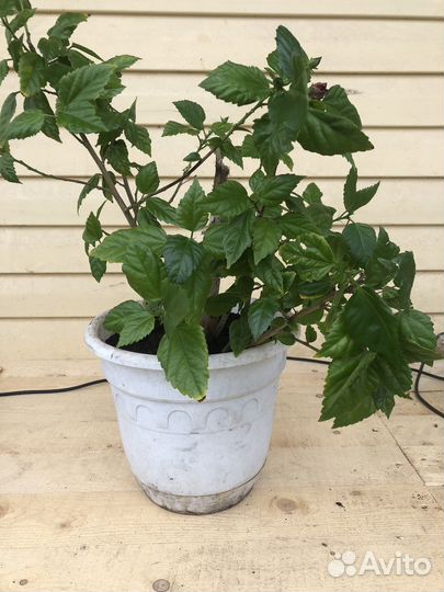 Гибискус, драцена, колеус