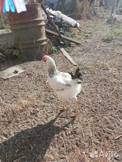 Молодые петухи