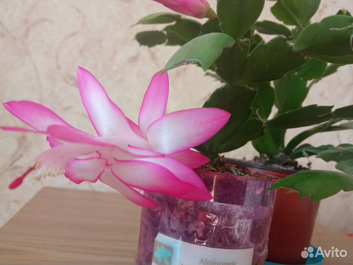 Цветок декабрист