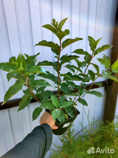 Гортензия саженцы оптом