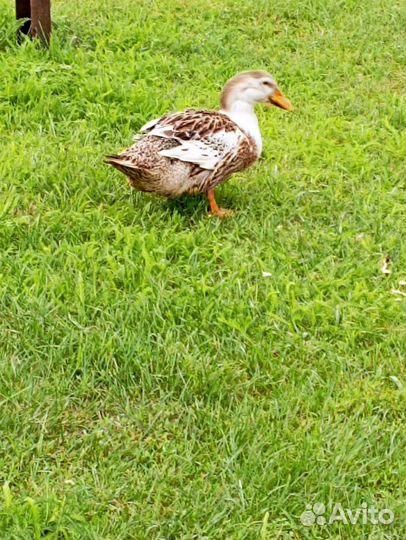 Утки башкирские