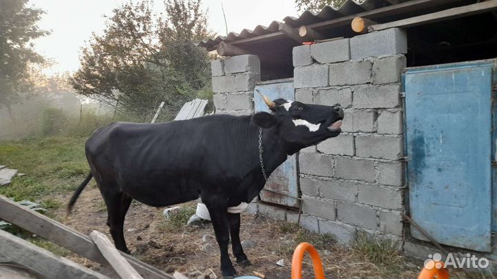 Корова 2 отелиться