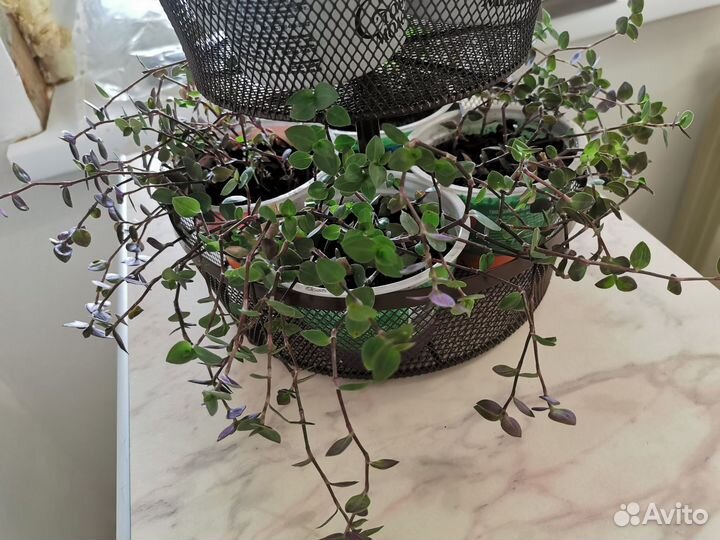 Продам цветы комнатные