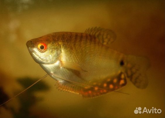 Аквариумные рыбки