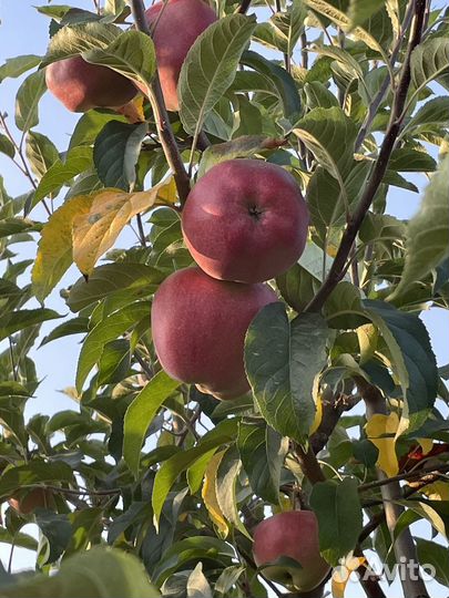 Яблоки