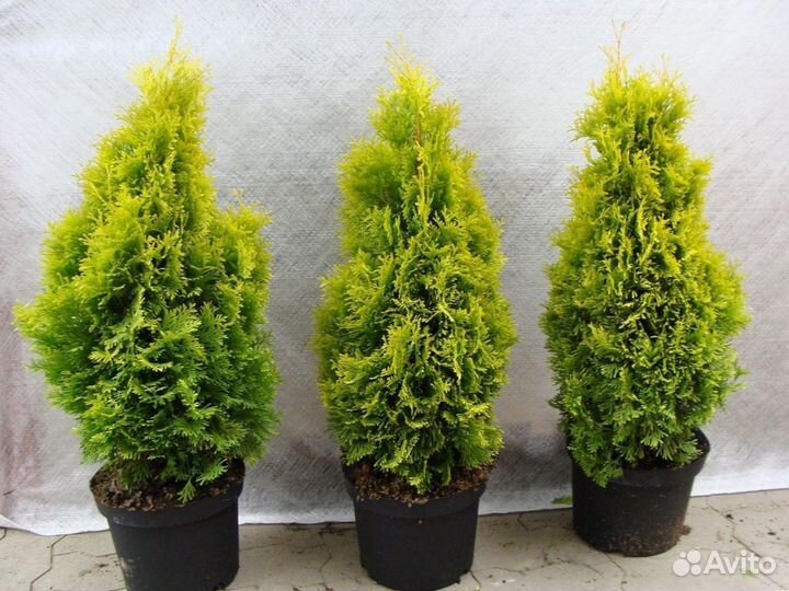 Туя брабант, смарагд