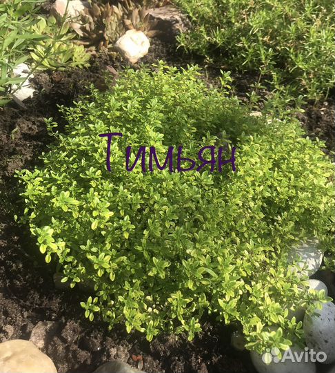 Тимьян (чабрец) ползучий