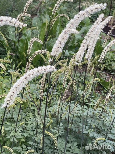 Цимицифуга