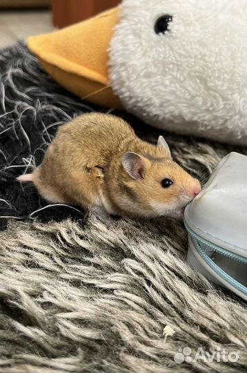 Сирийский хомяк