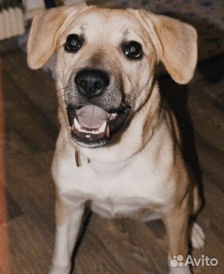 Собаки бесплатно