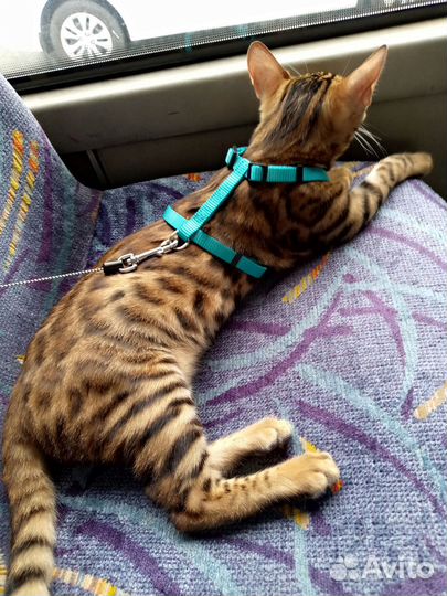 Бенгальская кошка бесплатно