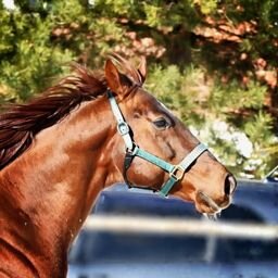 BILLY BOY: American halter