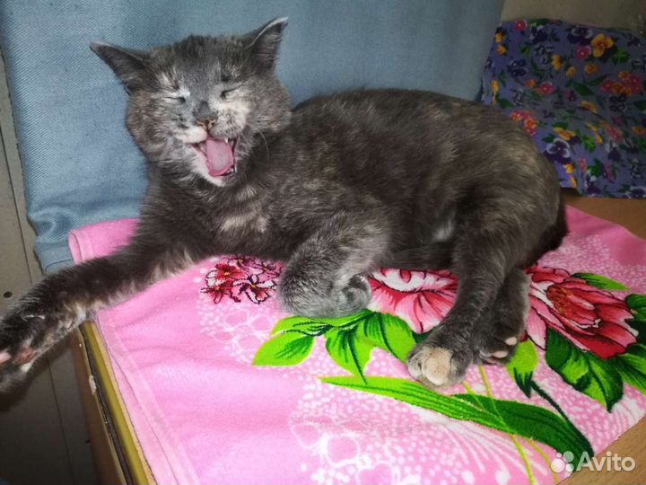 Кошка в самые заботливые руки