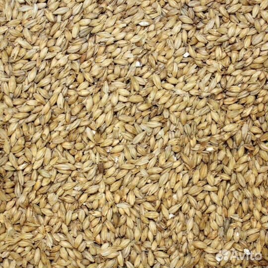 Пшеница и Ячмень