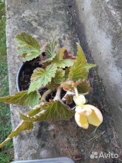 Бегония клубневая