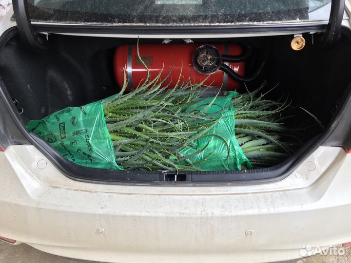 Алоэ вера и Алоэ древовидное (столетник)