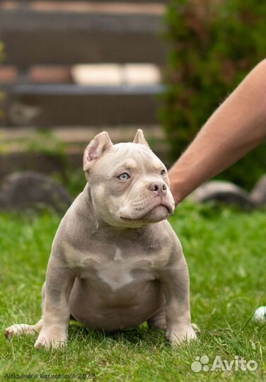 Американский булли голубые и лиловые