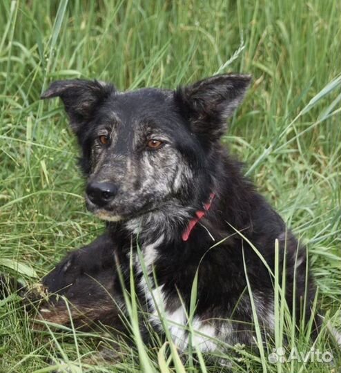 Собакча в добрые руки