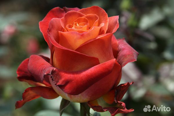 Саженцы (кусты) роз