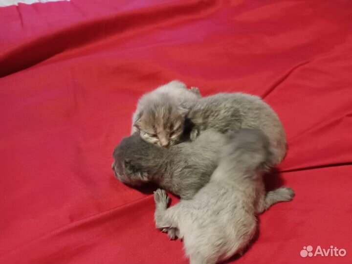 Кошка Британская
