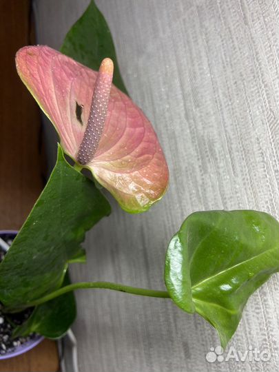 Антуриумы черный,желтый,розовый,зеленый,белый