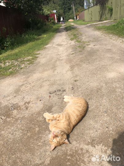 Рыжий кот в добрые руки