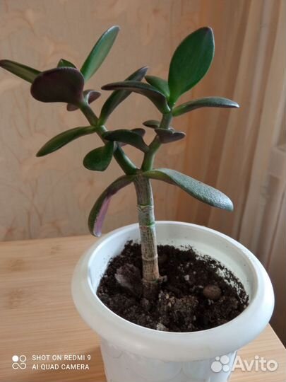 Красула толстянка