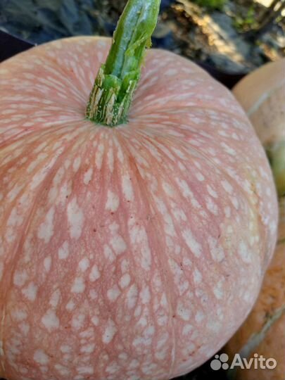 Тыква сладкая едовая и на семечки