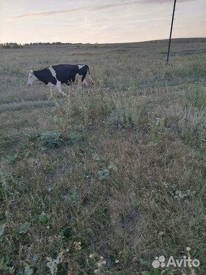 Продаётся корова