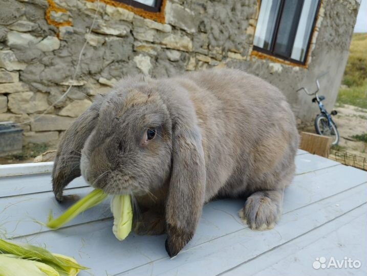 Францкский баран