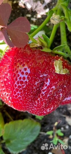 Саженцы клубники Чамора туруси