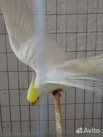 Попугай корелла, волнистые, Неразлчник, какарики