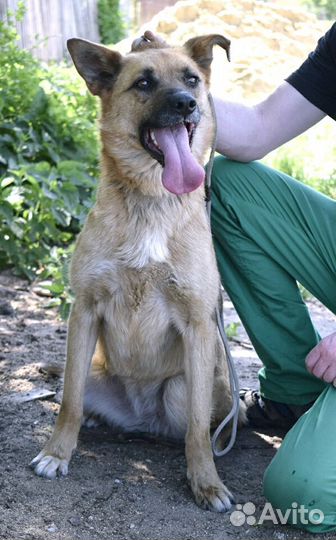 Гретта в поиске дома