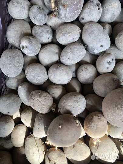 Семенной картофель