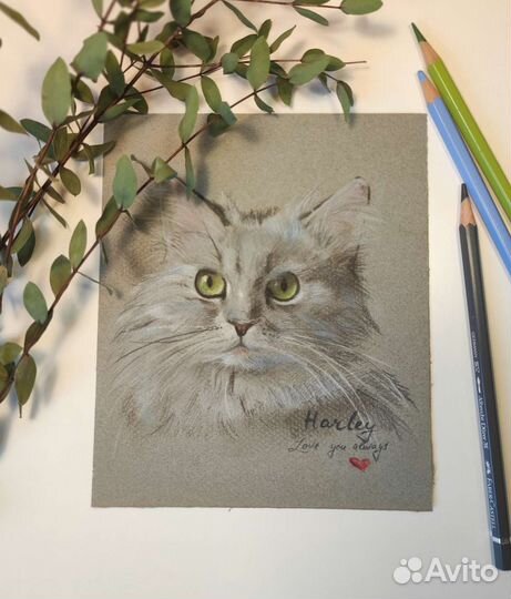 Портрет британского длинношерстного кота