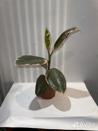 Фикус Белиз Эластика