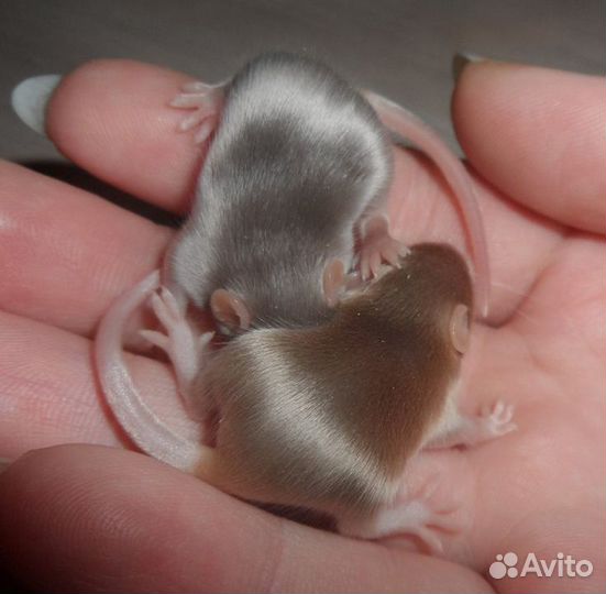 Мышь сатиновая