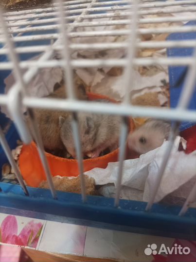 Сирийские хомячки малыши