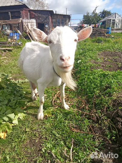 Коза дойная