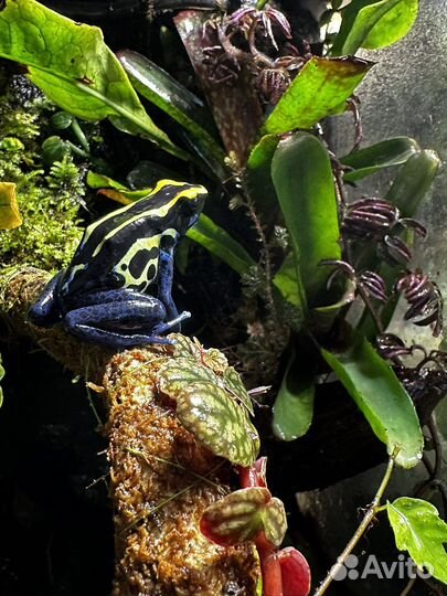 Террариум с природным фоном