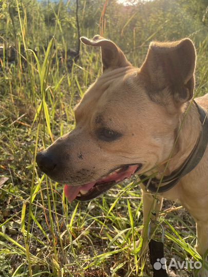 Пёс в добрые руки